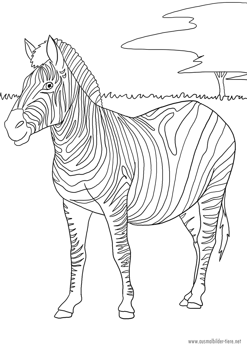 zebra als malvorlage  ausmalbilder pferde  viele